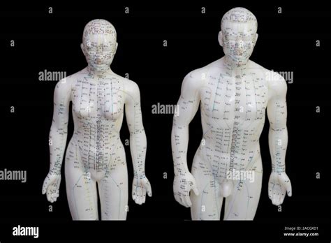 Human model showing acupuncture points Stock Photo - Alamy