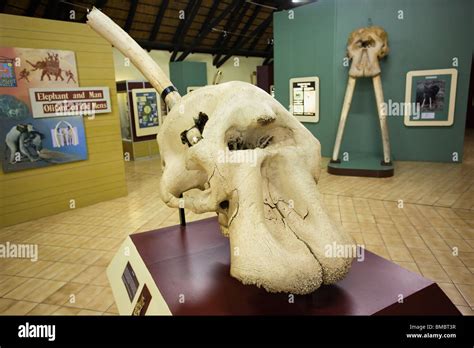 Elephant Museum Letaba Camp Kruger National Park South Africa Stock