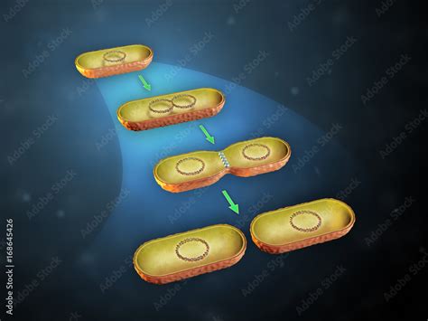 Bacterial cell division Stock Illustration | Adobe Stock