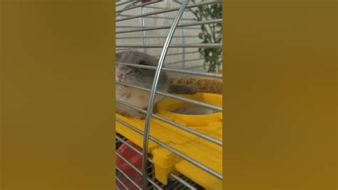 вірш hamster 🐹 розповідає про хом'яка - YouTube