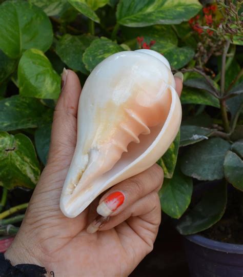 Indian Shankh Blowing Conch Shell White Sound Conch Shell For Etsy Uk