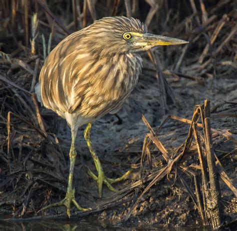 Indian Pond Heron - Owen Deutsch Photography