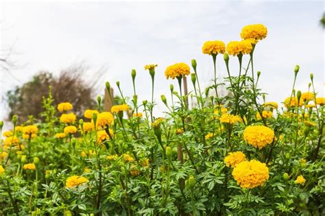 Premium Photo | Yellow marigold flowers in garden