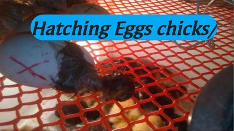 Hatching Eggs Chicks Chickens Time Lapse Video Youtube