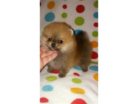 3 Pomeranian Puppies for Sale Miami - Puppies for Sale Near Me