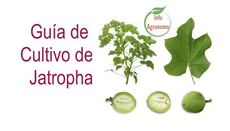 Manual De Cultivo De Jatropha Curcas PDF InfoAgronomo