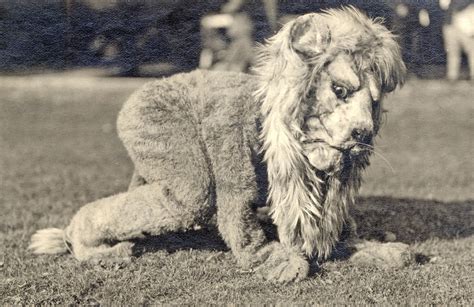 deep space daguerreotype: The Penn State Lion Mascot, 1922