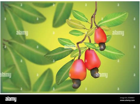 Cashew Tree Illustration Stock Vector Image Art Alamy