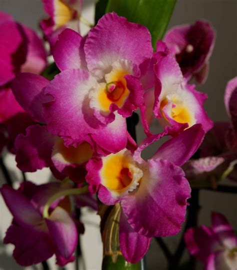 Орхидея Orchid22 Comet King Akatsuki, 11 дм, 1 шт - купить по выгодной ...