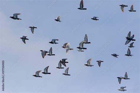 flock of speed racing pigeon flying against blue sky Stock Photo ...