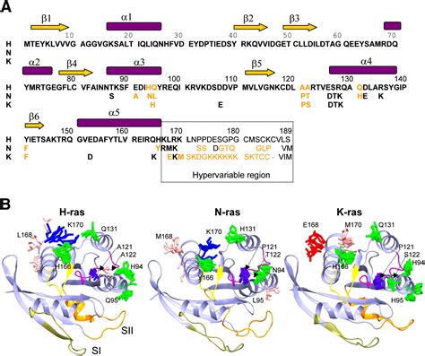 Mapping The Nucleotide And Isoform Dependent Structural And Dynamical