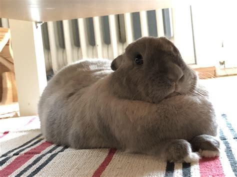 Fat Bunny Rabbit