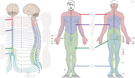 Dermatomes Diagram Quizlet