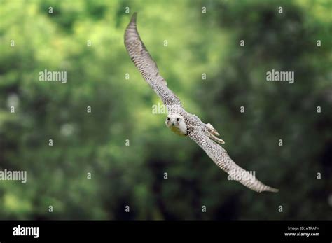 Gyr Falcon Stock Photo - Alamy