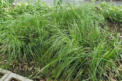 How To Grow Use And Care For Wolftail Sedge Grass Carex Cherokeensis Agric4profits