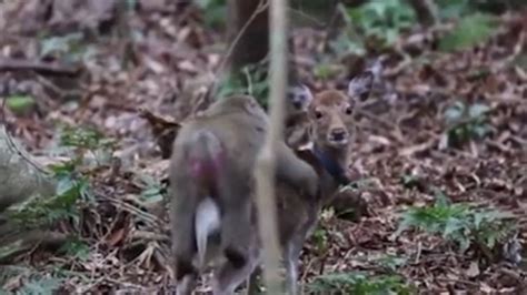 Watch Scientists Discover Sika Deer And Japanese Monkey Having Sex Metro Video