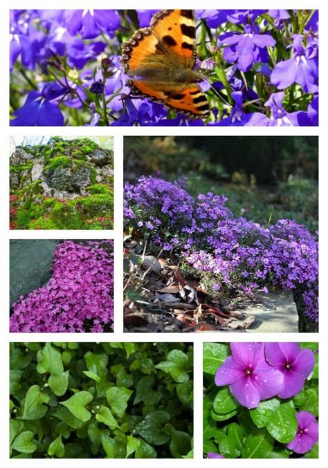 Beautiful Ground Covers