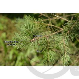 Pseudotsuga Menziesii Fastigiata Douglas Fir Leaf Leaf