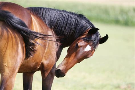 The Four Fastest Horse Breeds In The World