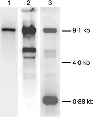 Multiple alignments of conserved regions in putative replicases of ... 