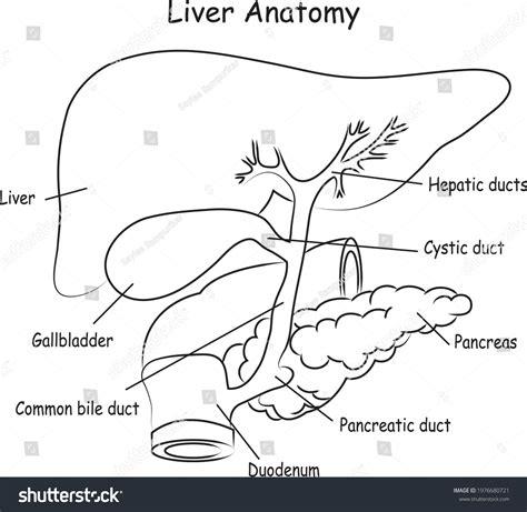 Diagram Of Liver Human Liver Anatomy Easy Royalty Free Stock Vector