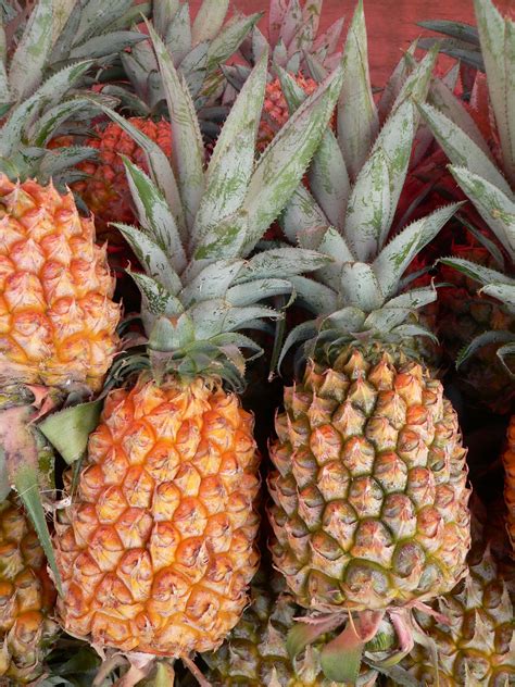 Ananas Wikia Saveurs Du Monde Fandom Powered By Wikia
