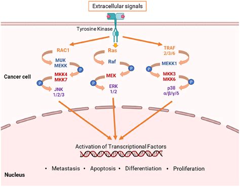 MAPK signaling pathways in cancer | Download Scientific Diagram