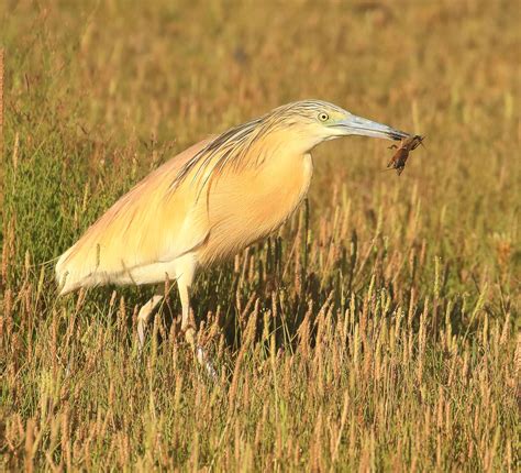 Squacco Heron Daniel Lombard Flickr