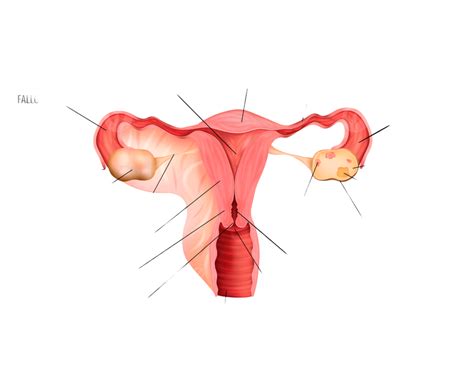 Female Reproductive System Vector Hd Images Female Reproductive System