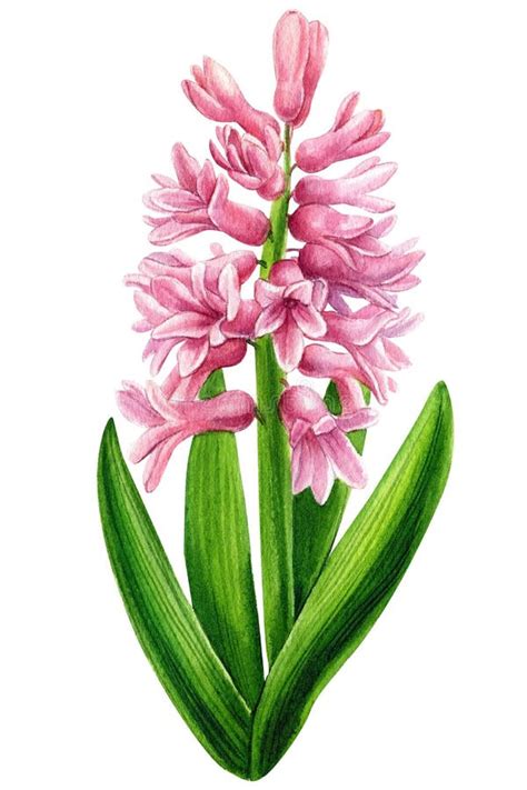 Hyacinth Watercolour Stock Illustrations 301 Hyacinth Watercolour