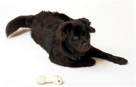 black dog  stock photo  peter tompkins  stockvaultnet