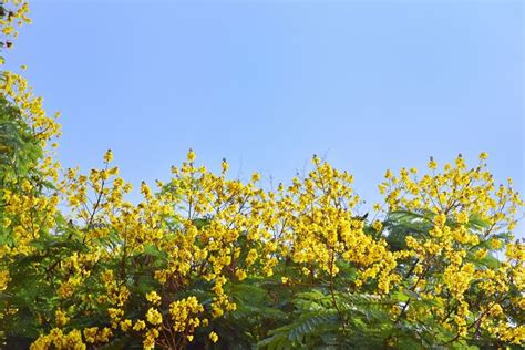 pohon berbunga  indonesia  koleksi gambar
