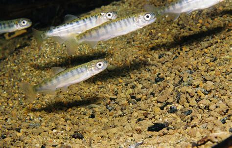 What Is Killing Young Salmon In Puget Sound Encyclopedia Of Puget Sound