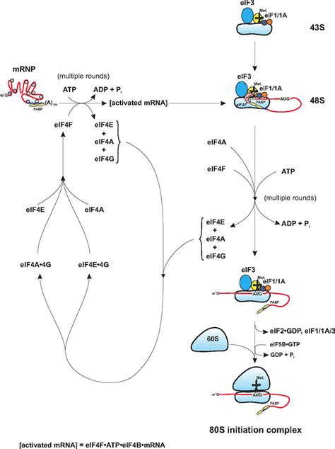 Actions Of Eif4f In Translation Initiation Shown In This Figure Are