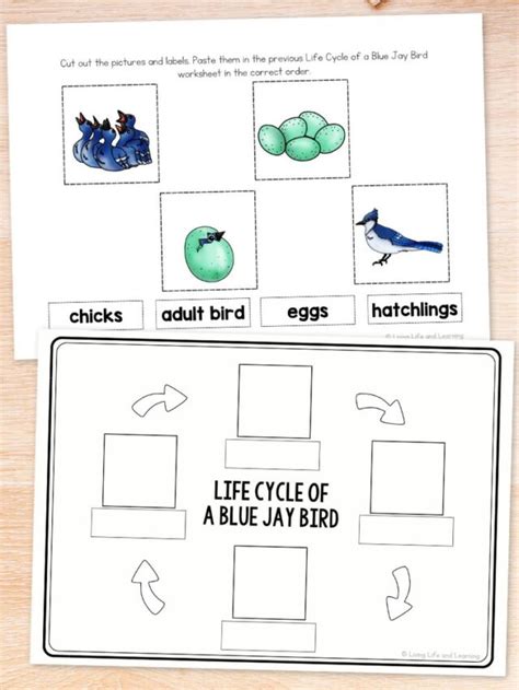 Life Cycle Of A Bird Worksheet Story Living Life And Learning