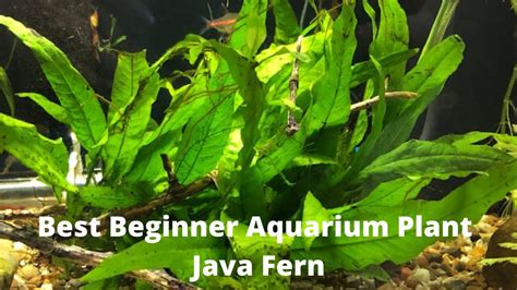 Best Beginner Aquarium Plant Java Fern YouTube