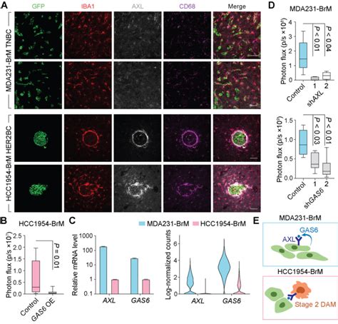 Diverse Roles Of Gas Axl Signaling In Mda Tnbc And Hcc Her Bc