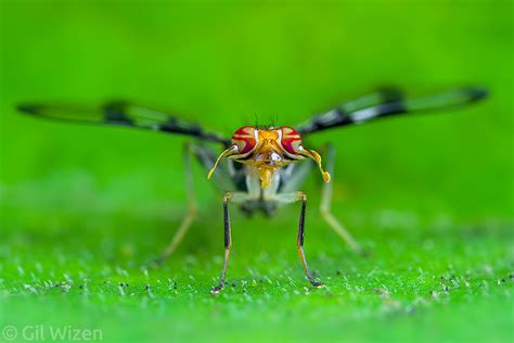 Order Diptera Flies And Mosquitoes Gil Wizen