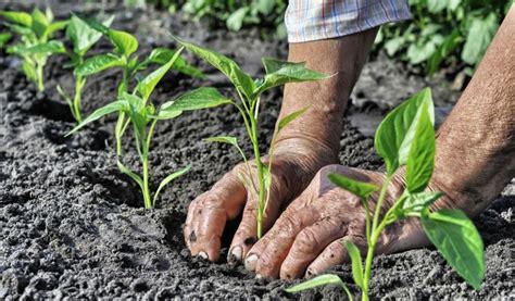 Comment utiliser le marc de café au jardin et à la maison Astuces