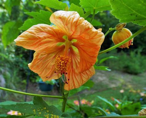 Flowering Maple Abutilon Bella Apricot Shades In The Abutilons