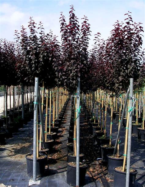 Prunus Cerasifera Nigra P Cerasifera Pissardii Nigra Gorini Piante