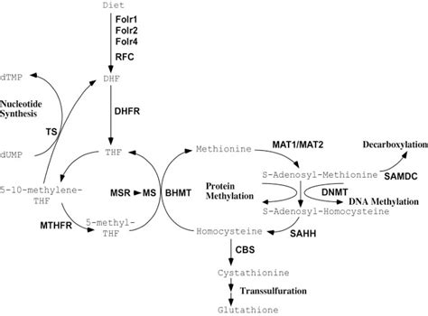 Figure 1 From Expression Of Folate Pathway Genes In The Cartilage Of