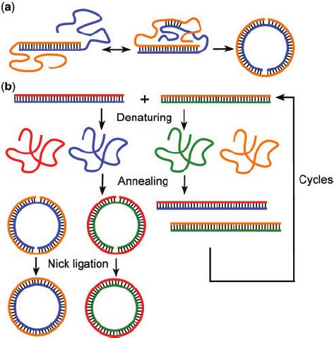 Preparation Of Dna Minicircles From Linear Duplexes With Very Long