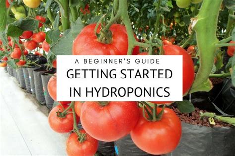 Hydroponics A Beginner S Guide