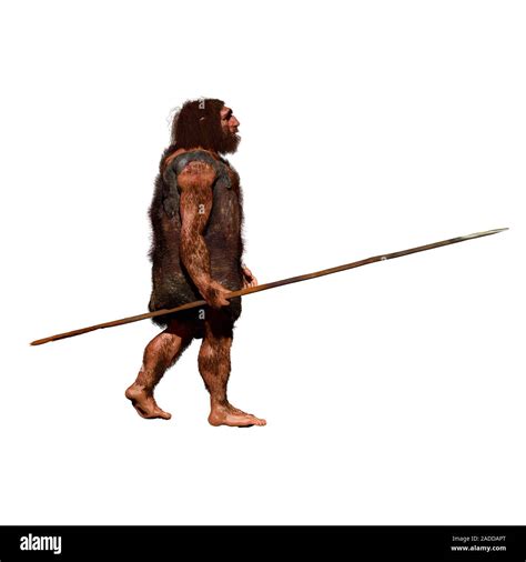 Neanderthal (Homo neanderthalensis) hunter, illustration. Neanderthals ...