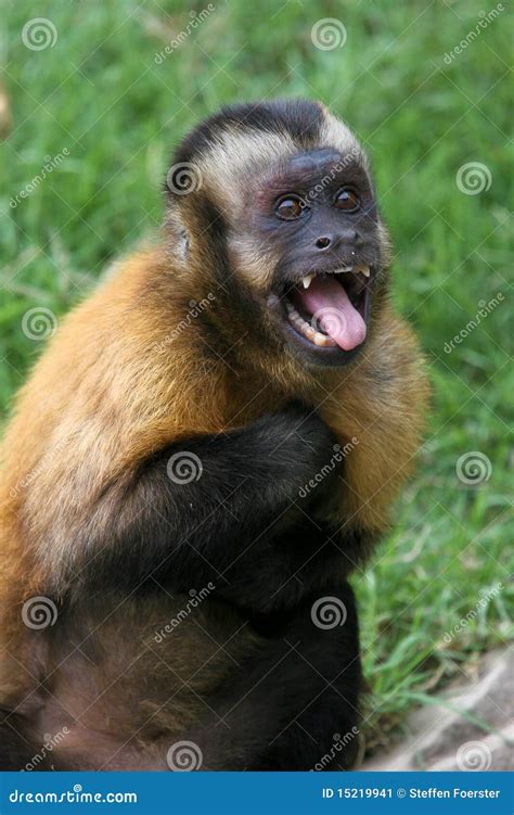 Scared Monkey Stock Image - Image: 15219941