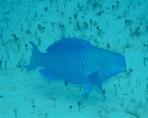 Blue parrotfish - Facts, Diet, Habitat & Pictures on Animalia.bio