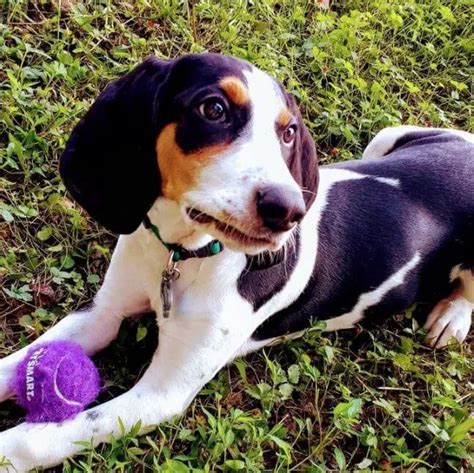 15 Adorable Photos Of Treeing Walker Coonhound Puppies With Sweet ...