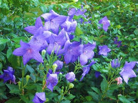 25 Balloon Flower Platycodon Grandiflorus Seeds Seed World