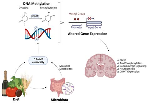 Diet and the gut microbiome regulate brain gene expression through ...